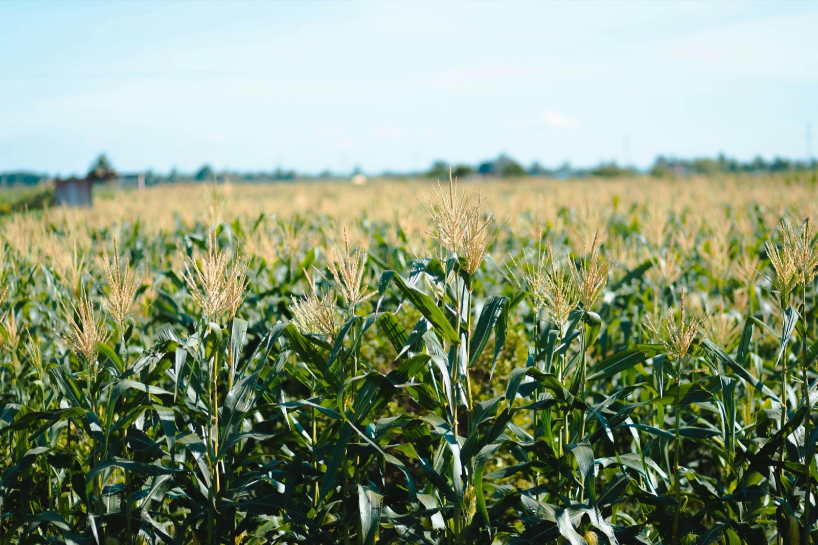 Maize Cost-Benefit